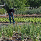 Dos trabajadores de Huertos de Soria cuando la finca de Fuentepinilla se dedicaba a la producción ecológica.-VALENTÍN GUISANDE