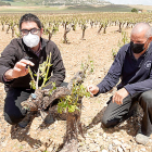 Trabajadores de la bodega Tinto Pesquera examinan los daños del pedrisco en las viñas de Pesquera de Duero. J. M. LOSTAU