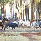 Encierro de Cuéllar con toros de la ganadería Casas de la Bubilla, en el que uno de los toros se rezagó.-ICAL