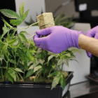 El consumo de medicamentos elaborados a base de cannabis está regulado en varios países latinoamericanos.-EFE