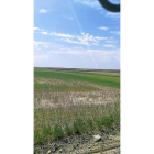Campo de trigo afectado por la sequía en una parcela de Madrigal de las Altas Torres (Ávila).-M.P.