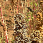 Detalle de la planta de quinoa de la variedad puno en uno de los campos de ensayo del Itacyl en la Comunidad.-E.M.