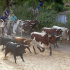 Toros y cabestros llegan a Medina del Campo desde el encierro por el campo.-J. M. LOSTAU