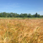 Campo de cereal a punto de llegar a su plena maduración en la provincia de Valladolid.-M. C.