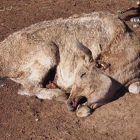 Imagen de una de las vacas muertas.-EUROPA PRESS
