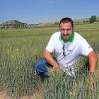Manuel Calvo, de la Unidad de Agronomía de Itagra, en los campos de ensayo de la localidad palentina de Magaz de Pisuerga.-BRÁGIMO