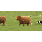 Vacas highlands con sus característicos cuernos largos y levantados, pelaje largo, y un mechón que les cae sobre los ojos y que las hace inconfundibles.-E.M.
