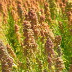 Cultivo de quinoa en un campo de ensayo del Itacyl en la Comunidad.-E.M.