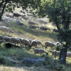 La sequía también ha afectado gravemente a los pastos en la provincia de Soria.-V. GUISANDE