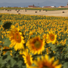 El girasol es uno de los cultivos más importantes de Castilla y León. Sobre todo en la provincia de Burgos, que mantiene un liderazgo indiscutible hasta la fecha.-ICAL