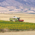 En esta parcela agrícola de grandes dimensiones en la comarca burgalesa de La Bureba, el cereal y el girasol conviven en perfecta armonía.-G.G.