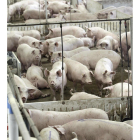 En la Comunidad hay 4.550 granjas de porcino, el 40% se ubican en Salamanca.-VALENTÍN GUISANDE