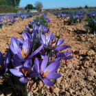 El azafrán se cultiva en la provincia en la zona sur este, rayana con Aragón.-HDS
