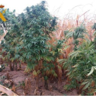 Plantas de marihuana localizadas en un maizal.-GUARDIA CIVIL