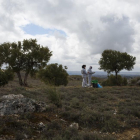 Técnicos de Tragsa inspeccionan los olivos cercanos al afectado por Xylella fastidiosa en la Comunidad de Madrid.-E.M.