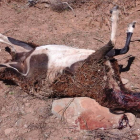 Una de las ovejas tras el ataque del lobo-Ical