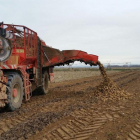 Un agricultor en plenas labores de cosecha de achicoria en la localidad vallisoletana de San Román de Hornija.-E.M.