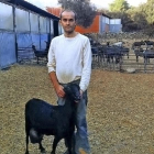 Armando Díaz, ganadero de Casavieja (Ávila) y secretario de Uniproca, con sus animales en su explotación.-E.M.