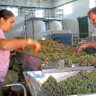 Las uvas blancas Albillo Real son las primeras  recogidas por los viticultores de la DOP Vinos de Calidad de Cebreros.-EL MUNDO