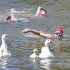 Varios participantes nadan junto a las ocas en el Acuatlón Ciudad de Valladolid.-J. M. LOSTAU