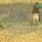 Un aficionado encarando un doblete de codornices durante una jornada de caza.-LEONARDO DE LA FUENTE
