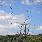 Palomas torcaces en el coto vallisoletano de Simancas.-Leonardo de la Fuente.