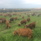 Un rebaño de cabras pastando en el campo. El número de ganaderos en Castilla y León se eleva a 321, casi el 6% del total nacional.-E. M.