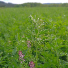 Cultivo de alfalfa afectado de gusano verde y pulgón en el Cerrato palentino.-E. M.