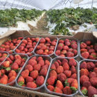 Ya ha comenzado la cosecha de las fresas en Olmillos.  V. GUISANDE