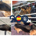 Estado del pastor alemán maltratado por un varón en Valladolid.