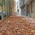 Montones de hojas en el suelo de una calle de Valladolid.-E.M.