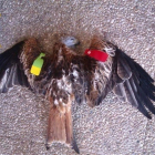 Una de las rapaces encontradas.-EUROPA PRESS