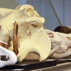 Grupo de cráneos de grandes mamíferos de la colección de réplicas que sorprenden en la zona de Anatomía Comparada por su gran tamaño.-RAÚL G. OCHOA