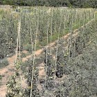 Plantas de tomates en los huertos de INEA, en el Camino Viejo de Simancas, en los que ya es visible la falta de agua.-J.M. LOSTAU