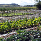 Cultivos de agricultura ecológica en la provincia de Soria.-VALENTÍN GUISANDE