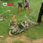 Unos niños liberan a un perro atrapado por una serpiente.-