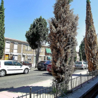 Varios cipreses infectados por el hongo "phytophtora" en el Camino del Cementerio de Valladolid.-Pablo Requejo
