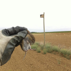 Un agricultor sostiene un topillo capturado en un campo de cultivo de la Comunidad de Castilla y León.-ALFONSO PAZ