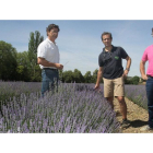 El presidente  de APAPAM, Juan Alberto García (en el centro), con responsables de la Asociación, Ricardo Betegón y Rubén García, en un campo de lavanda.-BRÁGIMO