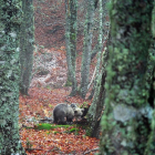 Liberada una cría de oso pardo que el pasado mes de mayo fue rescatada en el concejo de Santo Adriano (Asturias)-ICAL
