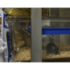 Una investigadora trabaja con los ratones en un laboratorio de la Universidad de Salamanca,-ENRIQUE CARRASCAL