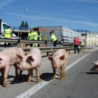 Los animales sueltos andan por la carretera.-ICAL