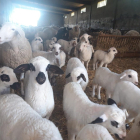 La ganadera cuenta con un millar de corderos en sus corrales «que evidentemente no van a dejar de crecer por el coronavirus» comenta.  / ECB