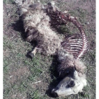 UCCL denuncia la muerte de una veintena de animales en ataques de lobo en la comarca de Pinares durante las últimas semanas-Ical
