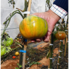 Casi una hectárea tiene Altos de Yara con plantas de tomates.-MARIO TEJEDOR