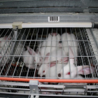 Animales bajo el sistema de cría en jaulas en una granja de la Comunidad, un sistema que Europa abogar por eliminar progresivamente.-M.C.