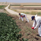 Agricultores esparciendo la bromadiolona en un campo de cultivo.-E.M.