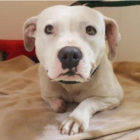 Vídeo de la página web de la protectora Stray Rescue sobre la historia de Treya, la perrita que se escapó tras estar 5 años atada en una casa abandonada.-STRAY RASCUE