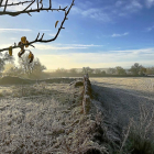 La cencellada cubre ayer un arbusto de hielo con la localidad de Medina de Rioseco al fondo de la imagen.-ICAL
