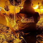 Operación de incautación de plantas de marihuana.-EUROPA PRESS